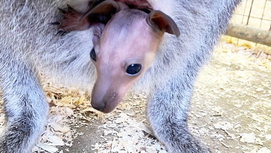 Community Connections: PAWsitively Wild Animal Encounters