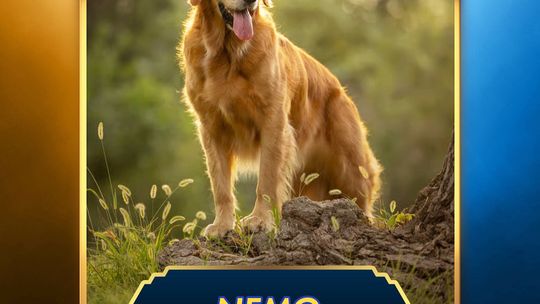 Local Therapy Dog is Finalist for 'Air Bud' Project