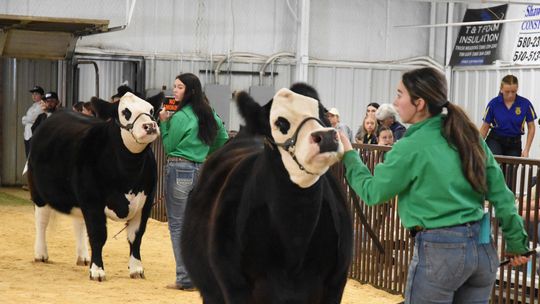 Students from across the county gathered today for the Atoka County Junior Livestock Show