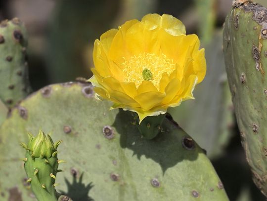 A Stinging Success: The Oklahoma Prickly Pear