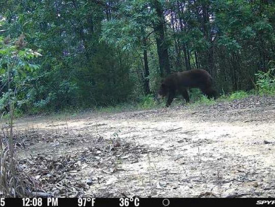 Black Bear Spotted in Tushka