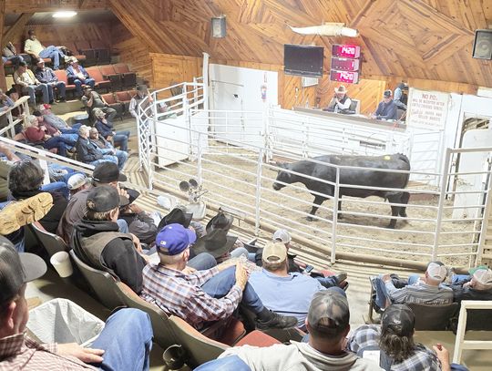 Bringing New Life to the Stockyards: