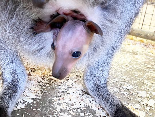 Community Connections: PAWsitively Wild Animal Encounters