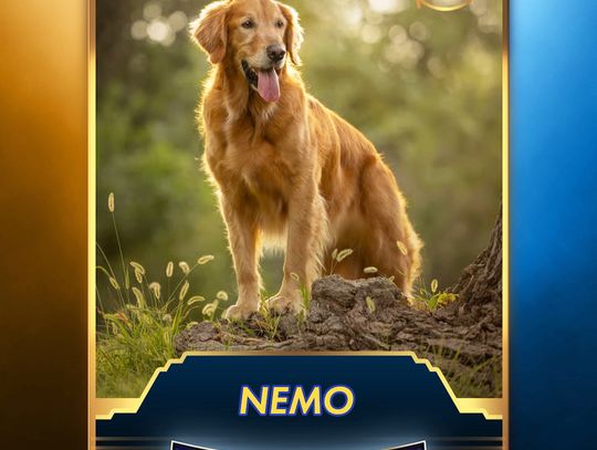 Local Therapy Dog is Finalist for 'Air Bud' Project
