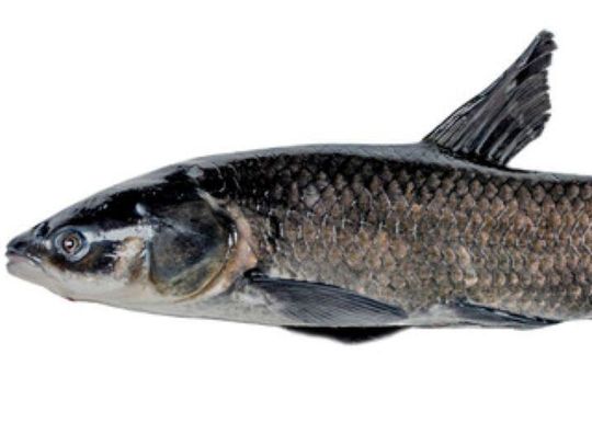 ODWC Confirms First Report of Invasive Black Carp in Oklahoma ODWC Confirms First Report of Invasive Black Carp in Oklahoma