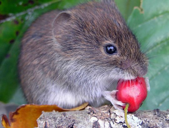 OU Researchers Reveal How Ancient Genetic Variation Impacts the Survival of Species Facing Climate Change