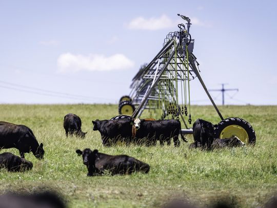 Research Shows Severe Temperatures in the Southeast Impact Cattle Production