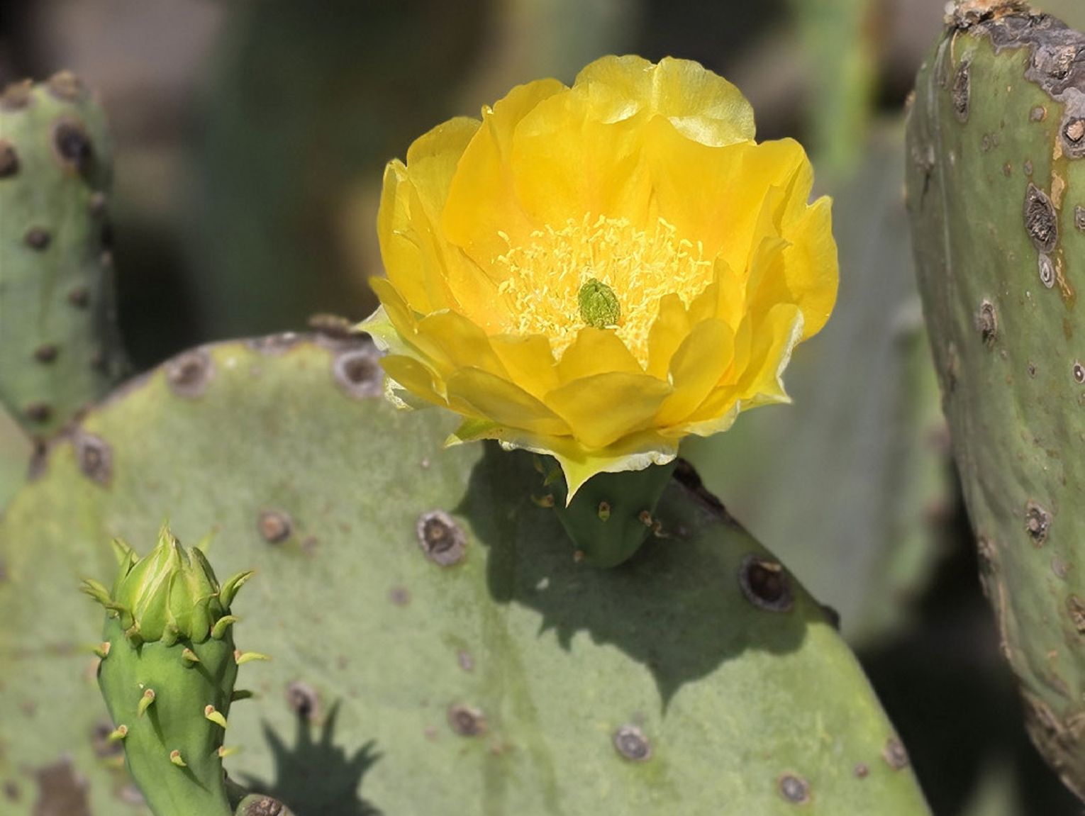 A Stinging Success: The Oklahoma Prickly Pear