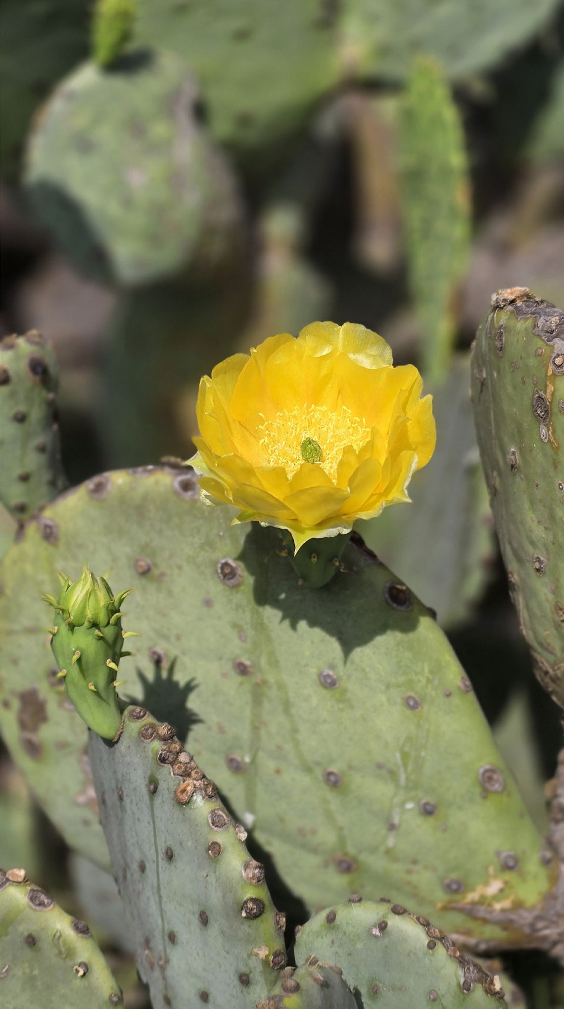 A Stinging Success: The Oklahoma Prickly Pear A Stinging Success: The Oklahoma Prickly Pear