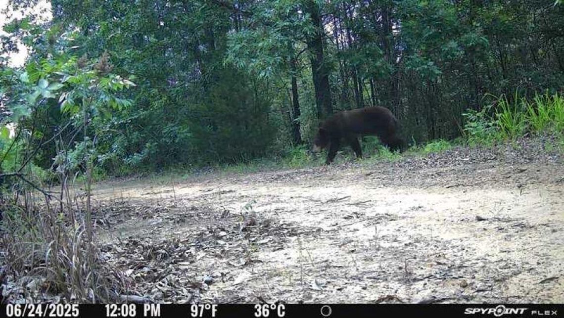 Black Bear Spotted in Tushka