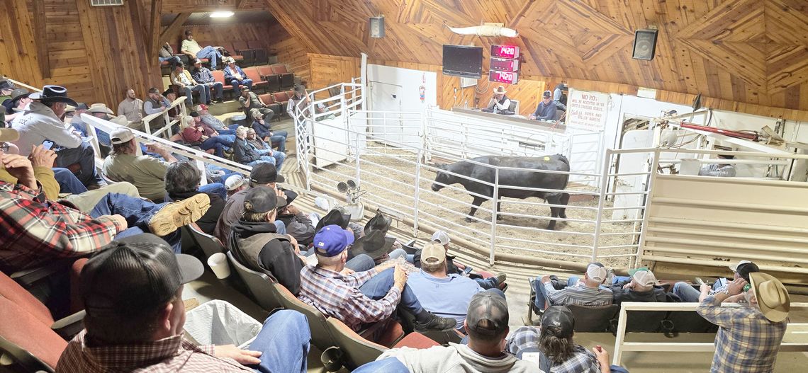 Bringing New Life to the Stockyards: Bringing New Life to the Stockyards: