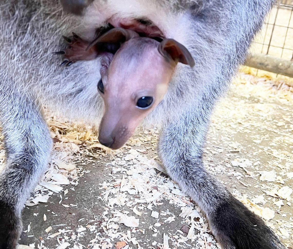 Community Connections: PAWsitively Wild Animal Encounters