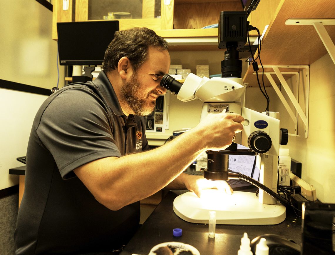 How An OSU Laboratory Is Helping Oklahoma Fight Insect Pests and Plant Diseases How An OSU Laboratory Is Helping Oklahoma Fight Insect Pests and Plant Diseases
