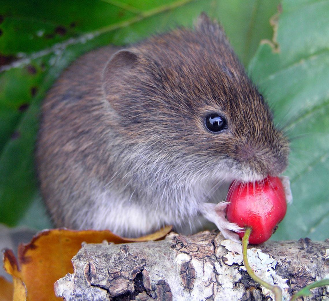 OU Researchers Reveal How Ancient Genetic Variation Impacts the Survival of Species Facing Climate Change