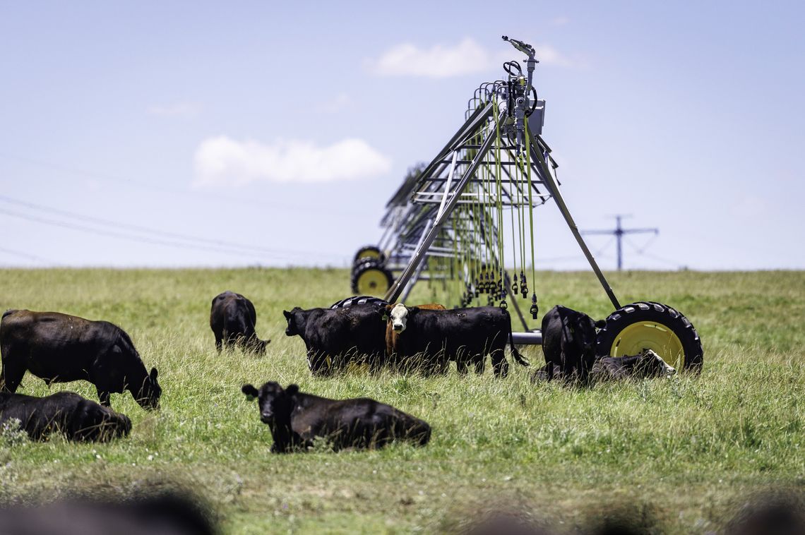 Research Shows Severe Temperatures in the Southeast Impact Cattle Production