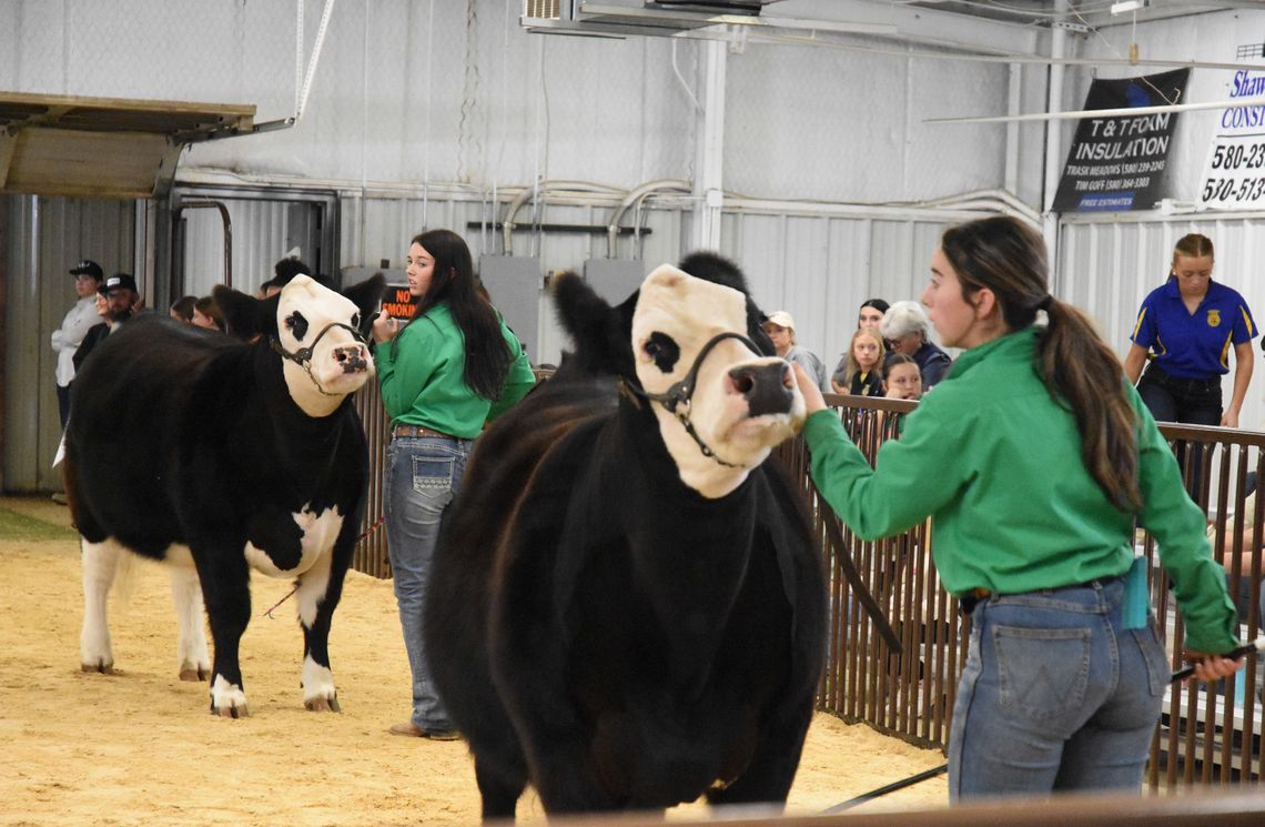Students from across the county gathered today for the Atoka County Junior Livestock Show